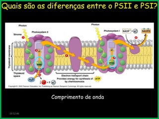 Quais são as diferenças entre o PSII e PSI?

Comprimento de onda
19:52:46

 