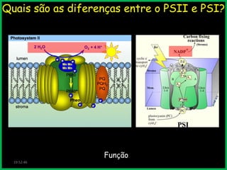 Quais são as diferenças entre o PSII e PSI?

Função
19:52:46

 