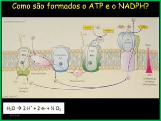 Como são formados o ATP e o NADPH?

PSII

19:52:46

PC

PSI

FNR

 