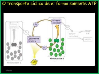 O transporte cíclico de e- forma somente ATP

19:52:46

 