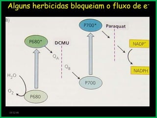 Alguns herbicidas bloqueiam o fluxo de e-

19:52:46

 