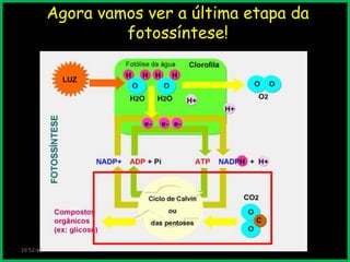 Agora vamos ver a última etapa da
fotossíntese!

19:52:46

 