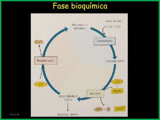 Fase bioquímica

v

v

v

19:52:46

 