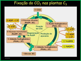 Fixação do CO2 nas plantas C3

19:52:46

 