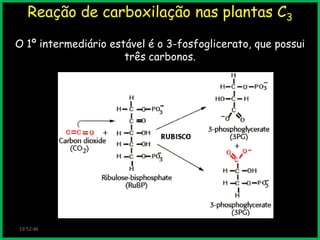 Reação de carboxilação nas plantas C3
O 1º intermediário estável é o 3-fosfoglicerato, que possui
três carbonos.

19:52:46

 