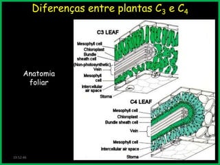 Diferenças entre plantas C3 e C4

Anatomia
foliar

19:52:46

 