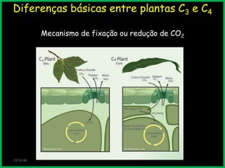 Diferenças básicas entre plantas C3 e C4
Mecanismo de fixação ou redução de CO2

19:52:46

 
