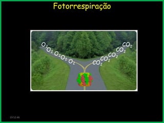 Fotorrespiração

O2
O2

19:52:46

O2
O2

CO2
CO2

O2

CO2

CO2

CO2

 