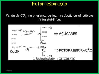 Fotorrespiração
Perda de CO2 na presença de luz = redução da eficiência
fotossintética.

19:52:46

 