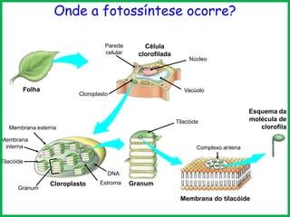 Onde a fotossíntese ocorre?
Parede
celular

Folha

Célula
clorofilada

Núcleo

Vacúolo

Cloroplasto

Tilacóide
Membrana externa
Membrana
interna

Esquema da
molécula de
clorofila

Complexo antena

Tilacóide
DNA
Granum

Cloroplasto

Estroma

Granum
Membrana do tilacóide

 