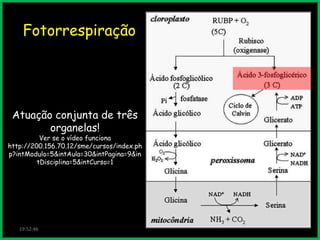 Fotorrespiração

Atuação conjunta de três
organelas!

Ver se o vídeo funciona
http://200.156.70.12/sme/cursos/index.ph
p?intModulo=5&intAula=30&intPagina=9&in
tDisciplina=5&intCurso=1

19:52:46

 