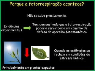 Porque a fotorrespiração acontece?
Não se sabe precisamente.
Evidências
experimentais

Tem demonstrado que a fotorrespiração
poderia servir como um caminho de
defesa do aparelho fotossintético

Quando os estômatos se
fecham em condições de
estresse hídrico.
19:52:46
Principalmente em plantas expostas

 