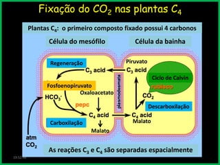 Fixação do CO2 nas plantas C4
Plantas C4: o primeiro composto fixado possui 4 carbonos

Célula do mesófilo
Regeneração

Célula da bainha
2 ATP

Piruvato
Ciclo de Calvin

Fosfoenopiruvato
Oxaloacetato

Descarboxilação
Malato

Carboxilação
Malato

As reações C3 e C4 são separadas espacialmente
19:52:46

 