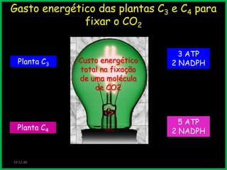Gasto energético das plantas C3 e C4 para
fixar o CO2
Planta C3

Planta C4

19:52:46

Custo energético
total na fixação
de uma molécula
de CO2

3 ATP
2 NADPH

5 ATP
2 NADPH

 