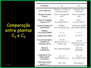 Comparação
entre plantas
C3 e C4

19:52:46

 