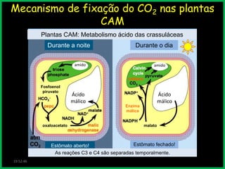 Mecanismo de fixação do CO2 nas plantas
CAM
Plantas CAM: Metabolismo ácido das crassuláceas
Durante a noite

Durante o dia

amido

Fosfoenol
piruvato

amido

Ácido
málico

Ácido
málico
Enzima
málica

oxaloacetato

malato

Estômato fechado!
Estômato aberto!
As reações C3 e C4 são separadas temporalmente.
19:52:46

 