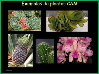 Exemplos de plantas CAM

19:52:46

 