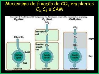 Mecanismo de fixação do CO2 em plantas
C3, C4 e CAM

19:52:46

 