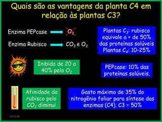 Quais são as vantagens da planta C4 em
relação às plantas C3?
Enzima PEPcase

Enzima Rubisco

O2
CO2 e O2

Inibida de 20 a
40% pelo O2

Afinidade da
rubisco pelo
CO2 diminui
19:52:46

Plantas C3: rubisco
equivale a + de 50%
das proteínas solúveis
Plantas C4: 10-25%
PEPcase: 10% das
proteínas solúveis.

Gasto máximo de 35% do
nitrogênio foliar para síntese das
enzimas (C4). C3 = 50%

 