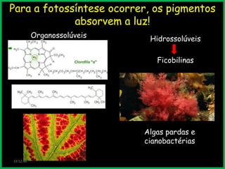 Para a fotossíntese ocorrer, os pigmentos
absorvem a luz!
Organossolúveis

Hidrossolúveis
Ficobilinas

Algas pardas e
cianobactérias
19:52:46

 