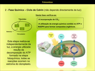 Fotossíntese

2 - Fase Química – Ciclo de Calvin (não depende directamente da luz);
Nesta fase verifica-se:
Tilacóides

-A incorporação do CO2;
-A utilização da energia quimica contida no ATP e
NADPH para formar compostos orgânicos.

Estroma

Cloroplasto

Esta etapa realiza-se
independentemente da
luz, a energia utilizada
resulta da
decomposição do ATP
formado na etapa
fotoquímica, todas as
reacções ocorrem no
estroma do cloroplasto.

 