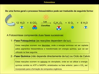 Fotossíntese

De uma forma geral o processo fotossintético pode ser traduzido da seguinte forma:

12 H2O

+ 6 CO2

Luz
Clorofilas

C6H12O6

+ 6 O2

+ 6 H2O

A Fotossíntese compreende duas fases sucessivas:
1 - Fase Fotoquímica (as reacções dependem da luz);
Estas reacções ocorrem nos tilacóides, onde a energia luminosa vai ser captada
pelos pigmentos fotossintéticos e transformada em energia quimica, que vai ser
utilizada na fase seguinte.

2 - Fase Quimica (não depende directamente da luz) ou Ciclo de Calvin
Estas reacções ocorrem no estroma do cloroplasto, onde se vai utilizar a energia
química contida no ATP e NADPH, sintetizados na fase anterior, para o CO 2 ser
incorporado para a formação de compostos orgânicos.

 