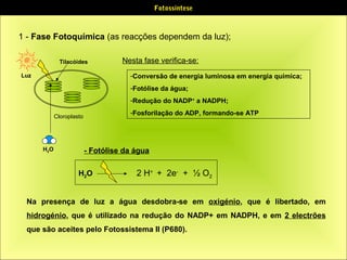 Fotossíntese

1 - Fase Fotoquímica (as reacções dependem da luz);
Tilacóides

Nesta fase verifica-se:
-Conversão de energia luminosa em energia química;

Luz

-Fotólise da água;
-Redução do NADP+ a NADPH;
-Fosforilação do ADP, formando-se ATP

Cloroplasto

H2O

- Fotólise da água
H2O

2 H+ + 2e- + ½ O2

Na presença de luz a água desdobra-se em oxigénio, que é libertado, em
hidrogénio, que é utilizado na redução do NADP+ em NADPH, e em 2 electrões
que são aceites pelo Fotossistema II (P680).

 