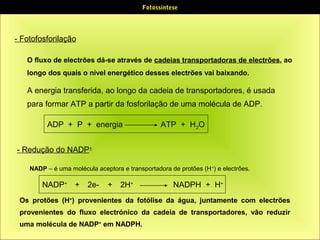 Fotossíntese

- Fotofosforilação
O fluxo de electrões dá-se através de cadeias transportadoras de electrões, ao
longo dos quais o nível energético desses electrões vai baixando.

A energia transferida, ao longo da cadeia de transportadores, é usada
para formar ATP a partir da fosforilação de uma molécula de ADP.
ADP + P + energia

ATP + H 2O

- Redução do NADP+
NADP – é uma molécula aceptora e transportadora de protões (H +) e electrões.

NADP+ +

2e-

+ 2H+

NADPH + H+

Os protões (H+) provenientes da fotólise da água, juntamente com electrões
provenientes do fluxo electrónico da cadeia de transportadores, vão reduzir
uma molécula de NADP+ em NADPH.

 