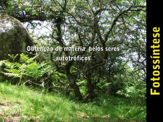 Fotossíntese

Obtenção de matéria pelos seres
autotróficos

 