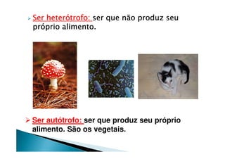 Ser heterótrofo:Ser heterótrofo:Ser heterótrofo:Ser heterótrofo: ser que não produz seuser que não produz seuser que não produz seuser que não produz seu
próprio alimento.próprio alimento.próprio alimento.próprio alimento.
Ser autótrofo: ser que produz seu próprio
alimento. São os vegetais.
 