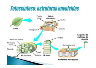 Célula
clorofilada
Membrana do tilacóide
Esquema da
molécula de
clorofila
Folha
Granum
Parede
celular
Cloroplasto
Membrana externa
Membrana
interna
Tilacóide
Granum
Estroma
DNA
Núcleo
Vacúolo
Cloroplasto
Tilacóide
Complexo antena
 