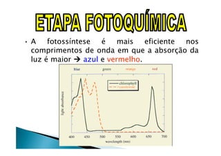 • A fotossíntese é mais eficiente nos
comprimentos de onda em que a absorção da
luz é maior azul e vermelho.
 