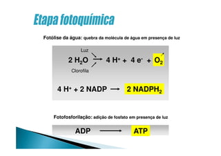 Fotólise da água: quebra da molécula de água em presença de luz
Luz
Clorofila
Fotofosforilação: adição de fosfato em presença de luz
ATPADP
O2
2 NADPH2
4 H+ + 4 e- +2 H2O
4 H+ + 2 NADP
 