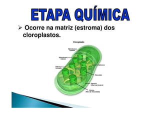 Ocorre na matriz (estroma) dos
cloroplastos.
 