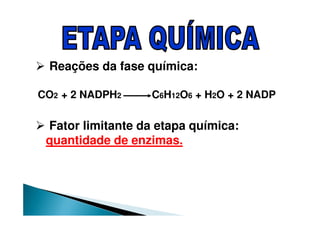 Reações da fase química:
CO2 + 2 NADPH2 C6H12O6 + H2O + 2 NADP
Fator limitante da etapa química:
quantidade de enzimas.
 