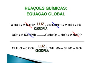 REAÇÕES QUÍMICAS:
EQUAÇÃO GLOBAL
4 H2O + 2 NADP 2 NADPH2 + 2 H2O + O2
CO2 + 2 NADPH2 C6H12O6 + H2O + 2 NADP
12 H2O + 6 CO2 C6H12O6 + 6 H2O + 6 O2
 