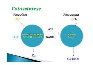 Fase claraFase claraFase claraFase clara Fase escuraFase escuraFase escuraFase escura
LUZLUZLUZLUZ COCOCOCO2222
ATPATPATPATP
HHHH2222OOOO NADPHNADPHNADPHNADPH
OOOO2222
CCCC6666HHHH12121212OOOO6666
FOTOFOSFORILAÇÃOFOTOFOSFORILAÇÃOFOTOFOSFORILAÇÃOFOTOFOSFORILAÇÃO
FOTÓLISE DA ÁGUAFOTÓLISE DA ÁGUAFOTÓLISE DA ÁGUAFOTÓLISE DA ÁGUA
CICLO DECICLO DECICLO DECICLO DE
CALVINCALVINCALVINCALVIN
 