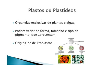 Organelas exclusivas de plantas e algas;
Podem variar de forma, tamanho e tipo de
pigmento, que apresentam;
Origina-se de Proplastos.
 