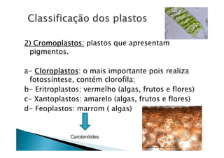 2) Cromoplastos2) Cromoplastos2) Cromoplastos2) Cromoplastos: plastos que apresentam
pigmentos.
a- CloroplastosCloroplastosCloroplastosCloroplastos: o mais importante pois realiza
fotossíntese, contém clorofila;
b- Eritroplastos: vermelho (algas, frutos e flores)
c- Xantoplastos: amarelo (algas, frutos e flores)
d- Feoplastos: marrom ( algas)
Carotenóides
 