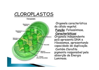 Organela característica
da célula vegetal.
Função: Fotossíntese.
Características:
Organela independente
pois apresenta DNA e
ribossomos, apresentando
capacidade de duplicação.
Contém Clorofila
pigmento responsável pela
absorção de Energia
Luminosa.
 