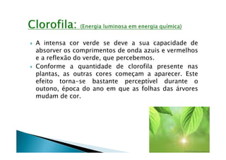 A intensa cor verde se deve a sua capacidade de
absorver os comprimentos de onda azuis e vermelhos
e a reflexão do verde, que percebemos.
Conforme a quantidade de clorofila presente nas
plantas, as outras cores começam a aparecer. Este
efeito torna-se bastante perceptível durante o
outono, época do ano em que as folhas das árvores
mudam de cor.
 