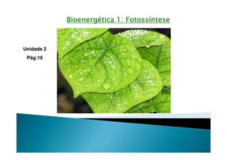 Bioenergética 1: FotossínteseBioenergética 1: FotossínteseBioenergética 1: FotossínteseBioenergética 1: Fotossíntese
Unidade 2
Pág:16
 