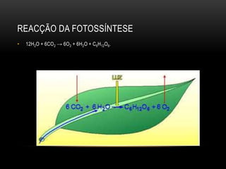 REACÇÃO DA FOTOSSÍNTESE
• 12H2O + 6CO2 → 6O2 + 6H2O + C6H12O6.
 