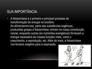 SUA IMPORTÂNCIA.
• A fotossíntese é o primeiro e principal processo de
transformação de energia na biosfera.
Ao alimentarmo-nos, parte das substâncias orgânicas,
produzidas graças à fotossíntese, entram na nossa constituição
celular, enquanto outras (os nutrientes energéticos) fornecem a
energia necessária às nossas funções vitais, como o
crescimento, a reprodução, etc. Além do mais, a fotossíntese
nos fornece oxigénio para a respiração.
 