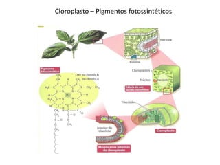 Cloroplasto – Pigmentos fotossintéticos
 