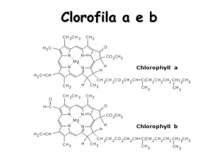 Clorofila a e bClorofila a e b
 