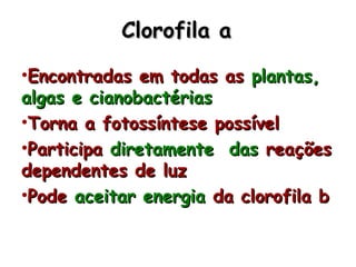 Clorofila aClorofila a
•Encontradas em todas asEncontradas em todas as plantas,plantas,
algas e cianobactériasalgas e cianobactérias
•Torna a fotossíntese possívelTorna a fotossíntese possível
•ParticipaParticipa diretamente dasdiretamente das reaçõesreações
dependentes de luzdependentes de luz
•PodePode aceitar energiaaceitar energia da clorofila bda clorofila b
 