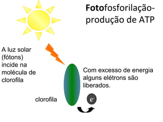 ee--
Com excesso de energia
alguns elétrons são
liberados.
clorofila
Fotofosforilação-
produção de ATP
A luz solar
(fótons)
incide na
molécula de
clorofila
 
