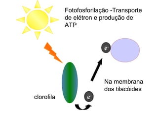 ee--
ee--
Fotofosforilação -Transporte
de elétron e produção de
ATP
Na membrana
dos tilacóides
clorofila
 