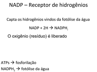 NADP – Receptor de hidrogênios
Capta os hidrogênios vindos da fotólise da água
NADP + 2H  NADPH2
ATPs  fosforilação
NADPH2  fotólise da água
O oxigênio (resíduo) é liberado
 